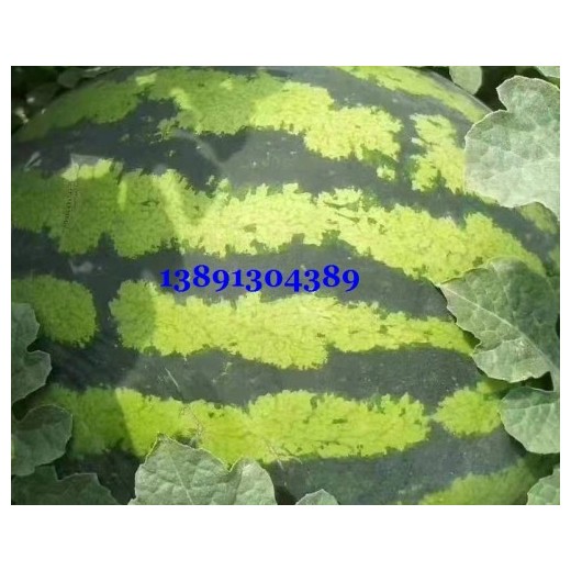 陜西大棚金城5西瓜產地，陜西長花皮西瓜產地批發(fā)
