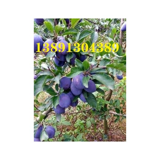 陜西蘭西梅李子紅西梅李子產地批發(fā)，安格諾李子產地價格